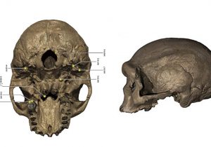 ‘Ejderha Adam’ kafatası yeni bir türe ait olabilir mi?
