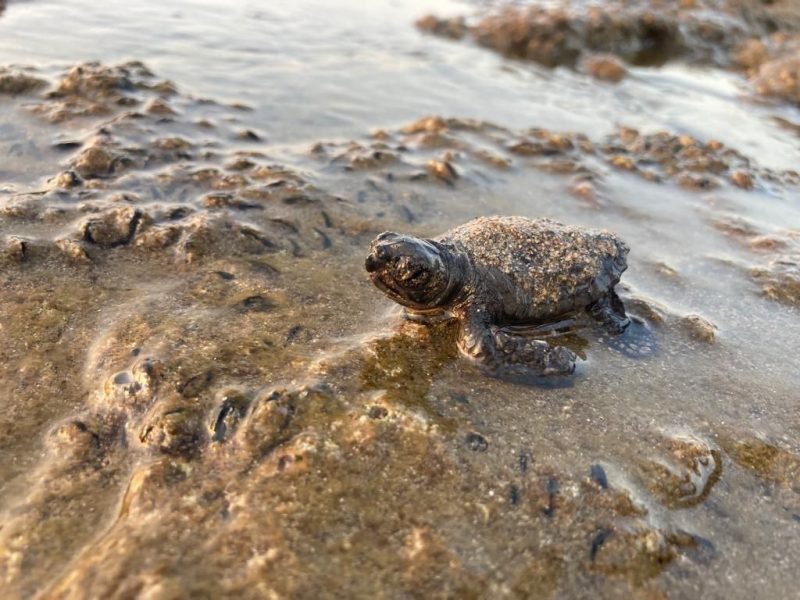 12 binden fazla deniz kaplumbağası yavrusu denizle buluştu