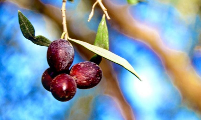 Zeytin hasadı başladı