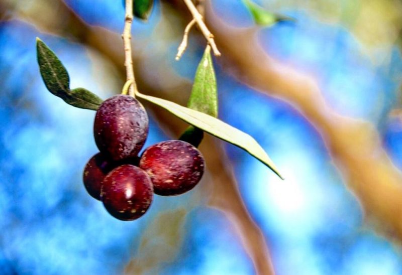 Zeytin hasadı başladı