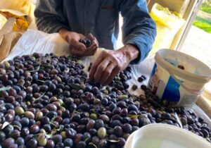 Tarım Dairesi: “Zeytin işletmeleri için kayıt ve onay zorunluluğu devrede”