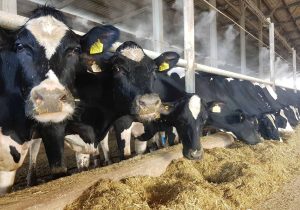 AB’den şap salgınına 500 bin doz aşı desteği