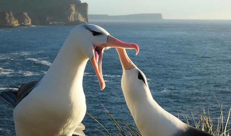 Eşlerine en sadık Albatroslar, iklim değişikliği nedeniyle “daha çok boşanıyor”