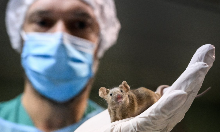 İsviçre, hayvanlar üzerinde yapılan deneylerin yasaklanması için referanduma gitti