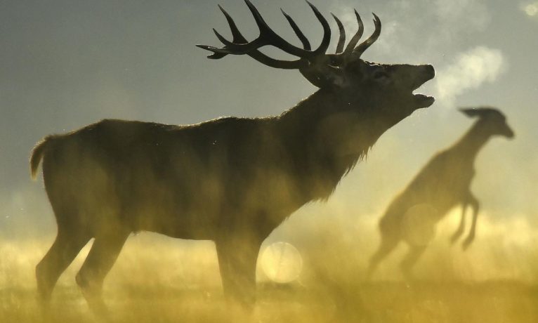 İskoçya’daki ulusal park “yeniden yabanileştirilme” için 25 bin geyiğin öldürülmesini planlıyor