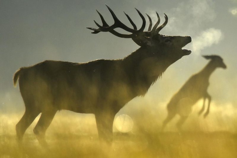 İskoçya’daki ulusal park “yeniden yabanileştirilme” için 25 bin geyiğin öldürülmesini planlıyor