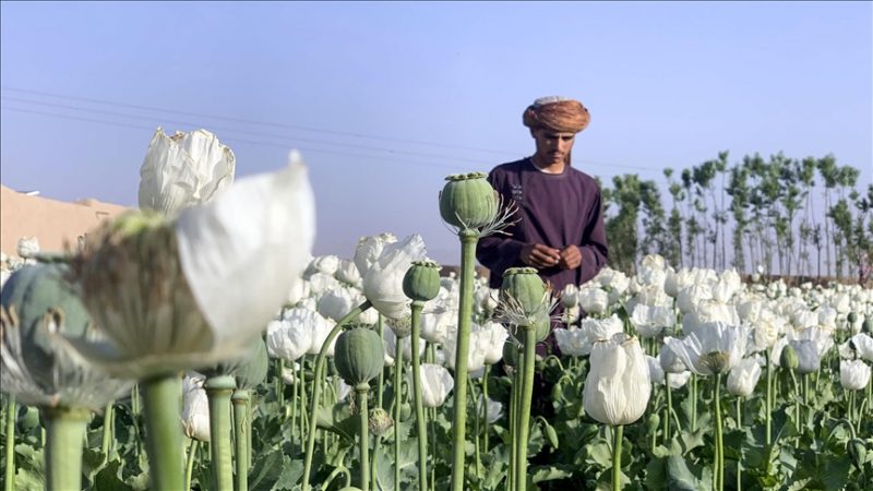 Taliban, Afganistan’da alkol ve uyuşturucu üretimini yasakladı