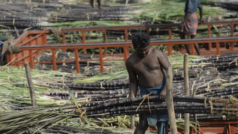 Buğday ihracatını yasaklayan Hindistan şeker için de sınır getirdi