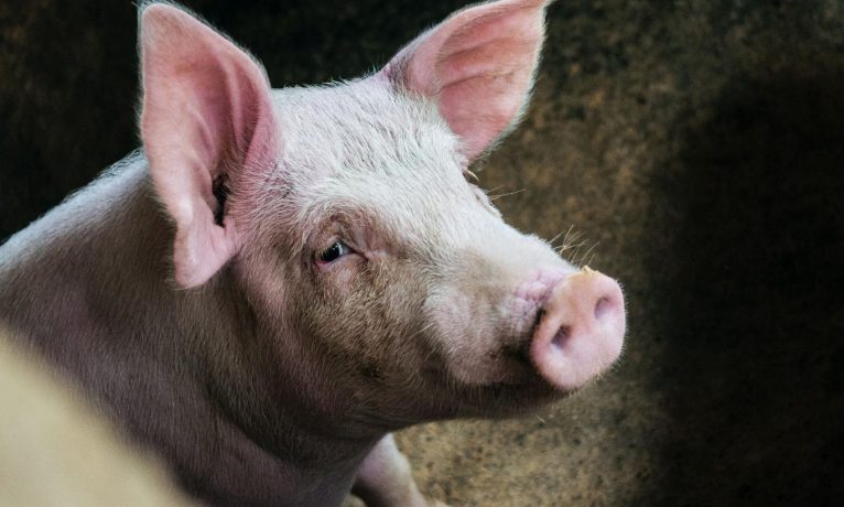 Dünyada ilk: Çin’deki robotlar domuz klonladı