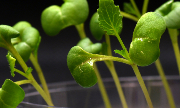Bilim insanları tamamen karanlıkta bitki yetiştirmenin yolunu buldu