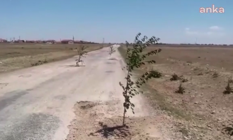 Bozuk yoldaki çukurlara protesto için fidan diktiler