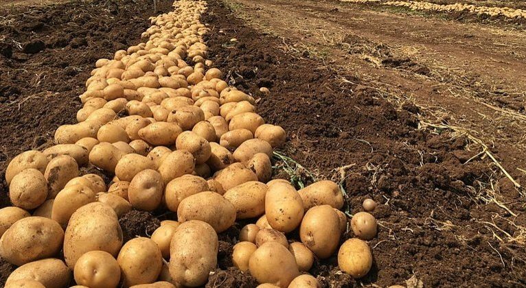 Üretici destekleri ek bütçe kapsamında artırıldı