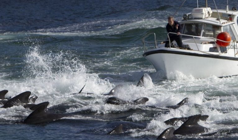 Danimarka “geleneksel avda” yunus öldürmeye devam edecek