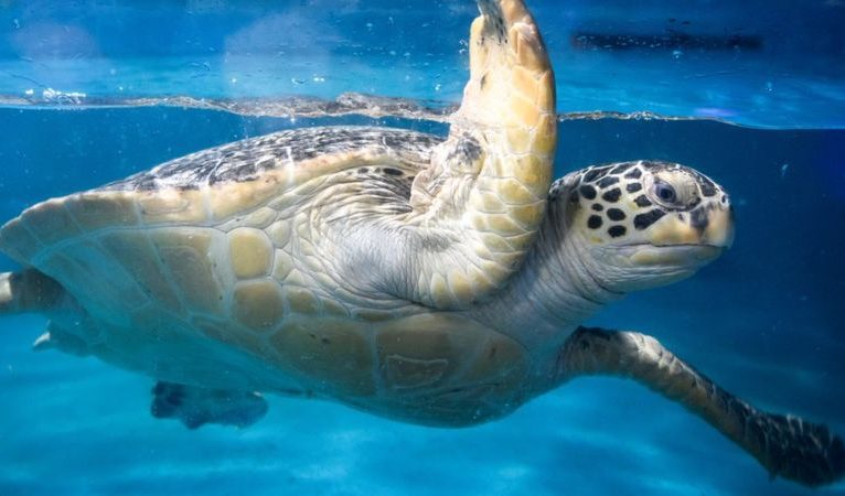 Japonya’da çok sayıda deniz kaplumbağası bıçaklanarak öldürüldü
