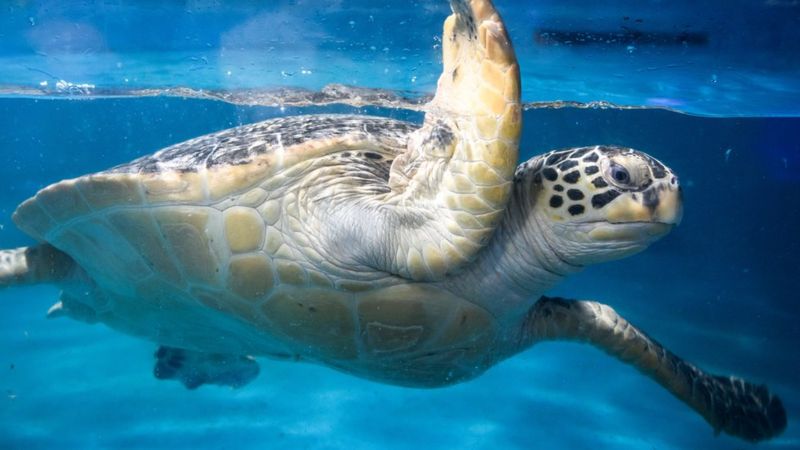 Japonya’da çok sayıda deniz kaplumbağası bıçaklanarak öldürüldü