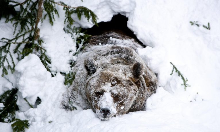 Japon araştırmacılar kış uykusundaki ayıların kanından insanlar için “süper serum” hazırladı