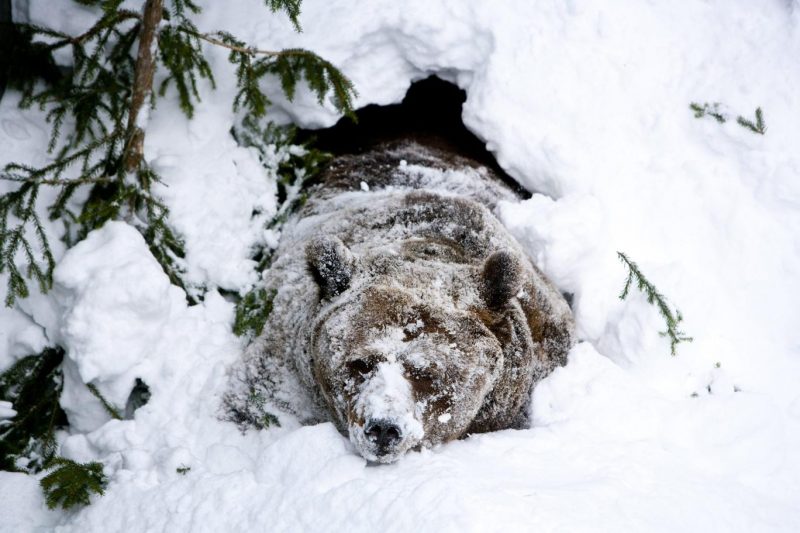 Japon araştırmacılar kış uykusundaki ayıların kanından insanlar için “süper serum” hazırladı