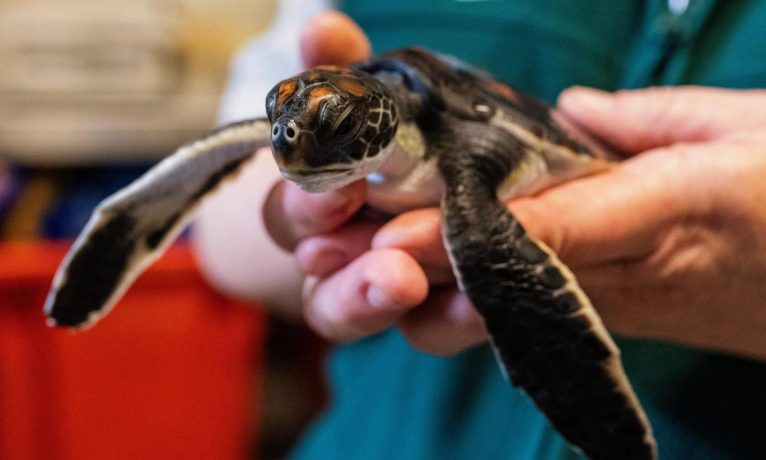 Kurtarılan kaplumbağa yavrusu 6 gün boyunca yalnızca plastik dışkıladı