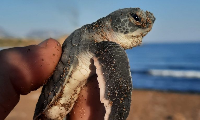 Alagadi’nin ilk yavruları su ile buluştu