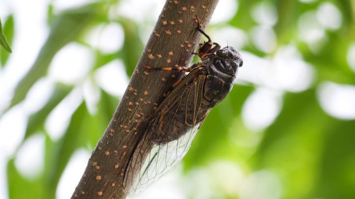 Fransa’da ağustos böcekleri aşırı sıcaklar nedeniyle sustu