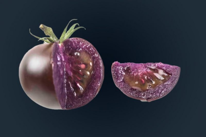 Kanser düşmanı mor domatesler piyasaya çıkmak üzere onay aldı