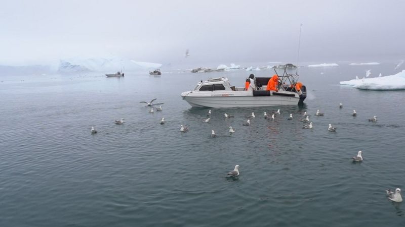 İklim değişikliği Grönland’da kültürel değişimlere yol açıyor