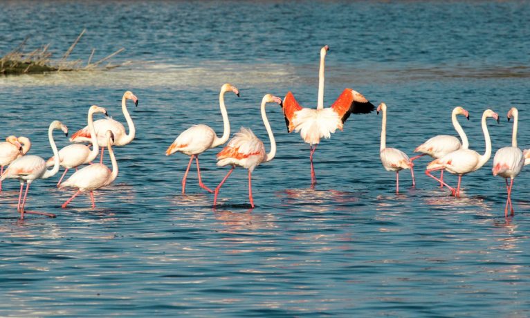 Flamingolar adada