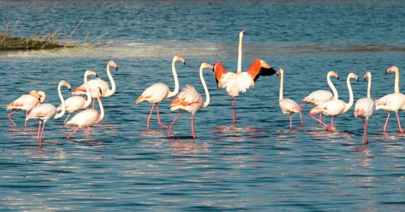 Flamingolar adada