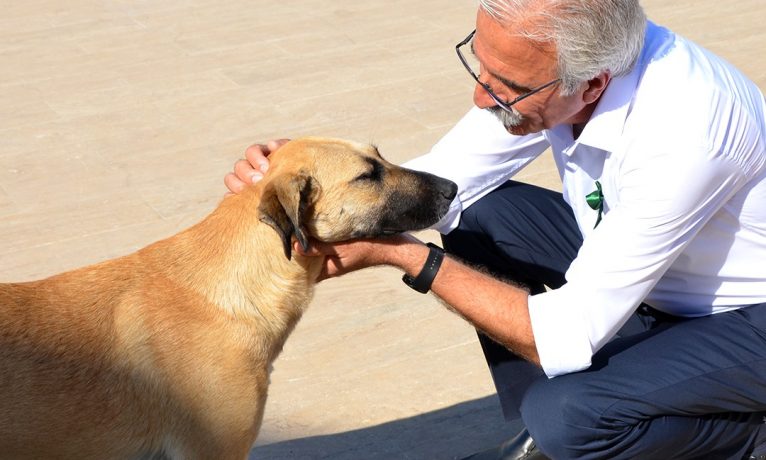 Güzelyurt’taki köpeklerin akıbetini Osman Bican sordu: Dostlarımızı nereye götürüyorsunuz?