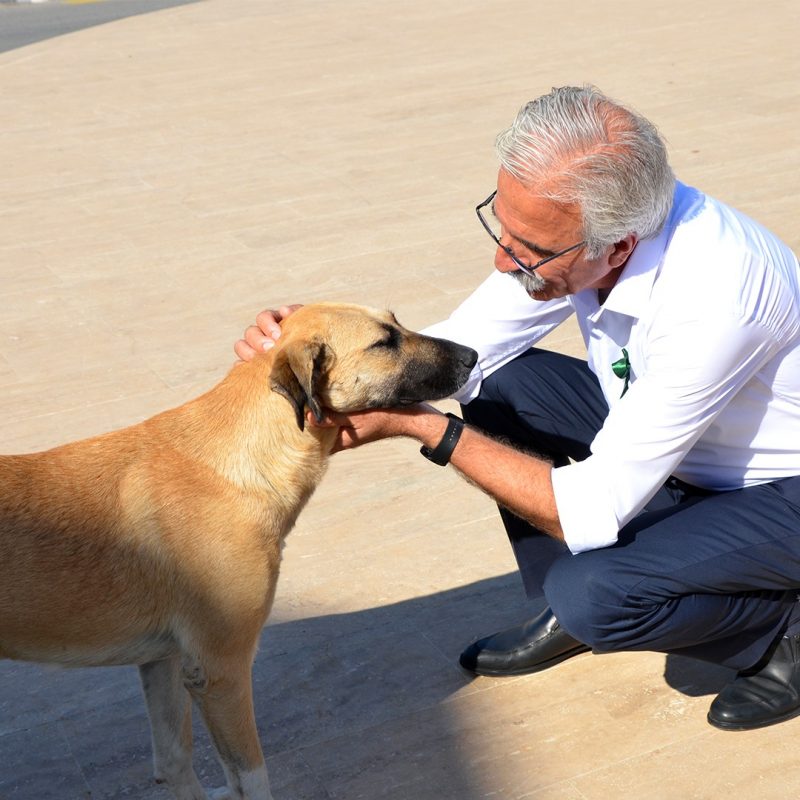 Güzelyurt’taki köpeklerin akıbetini Osman Bican sordu: Dostlarımızı nereye götürüyorsunuz?