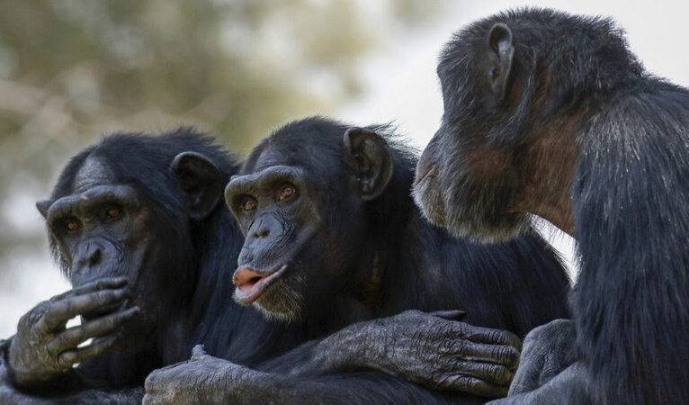 İsveç medyası: Hayvanat bahçesinden kaçan 4 şempanzeye ötanazi uygulandı
