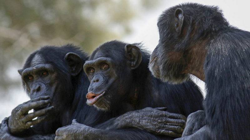 İsveç medyası: Hayvanat bahçesinden kaçan 4 şempanzeye ötanazi uygulandı