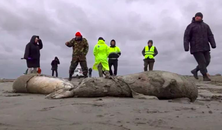 Rusya kıyısında 2 bin 500 ölü Hazar Denizi foku bulundu