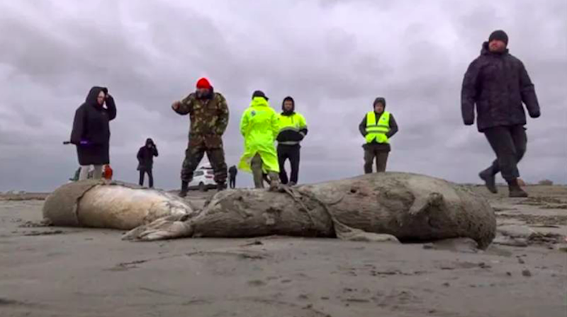 Rusya kıyısında 2 bin 500 ölü Hazar Denizi foku bulundu