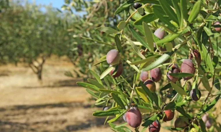 Yeşil Hat Tüzüğü listesindeki ürünler genişliyor: Sırada zeytin ve meyve suyu var