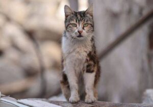 Yeni Zelanda’da çocukların kedi öldürmesi için düzenlenen yarışma tepkiler üzerine iptal edildi