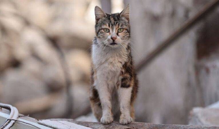 Yeni Zelanda’da çocukların kedi öldürmesi için düzenlenen yarışma tepkiler üzerine iptal edildi