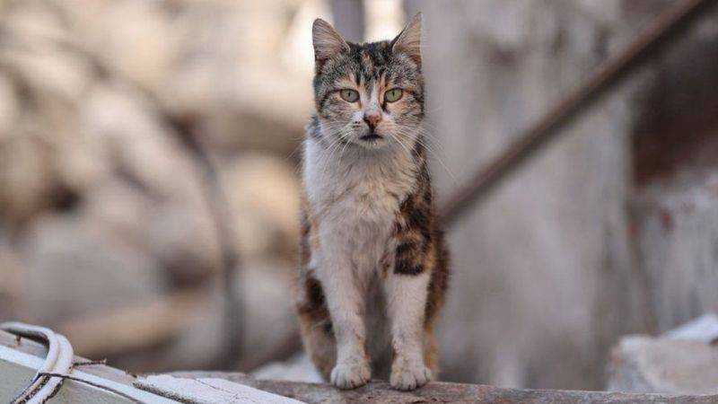 Yeni Zelanda’da çocukların kedi öldürmesi için düzenlenen yarışma tepkiler üzerine iptal edildi