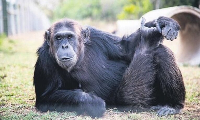 Araştırma: Maymunlar da ‘enine boyuna’ düşünüyor
