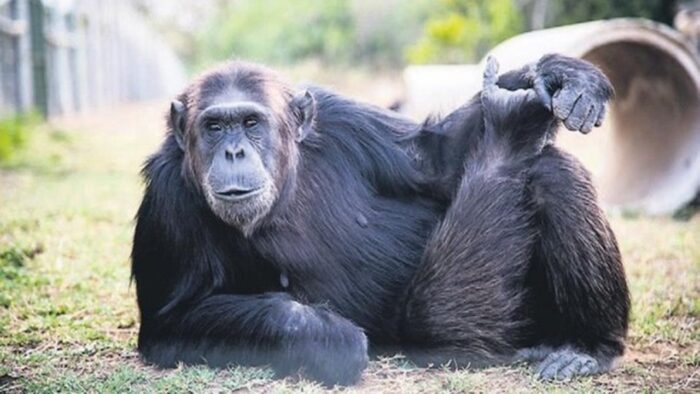Araştırma: Maymunlar da ‘enine boyuna’ düşünüyor