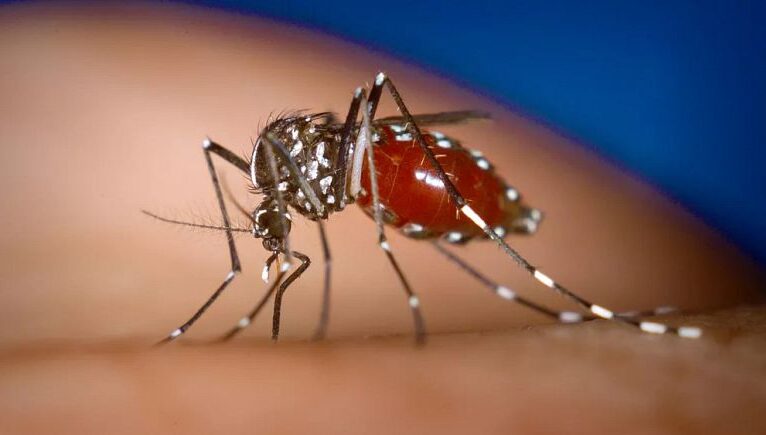 Bilim insanları sivrisinekleri uzaklaştırmada yüzde 99 etkili ‘kovucu madde’ geliştirdi