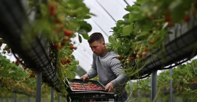 Göçmen işçiler: “İngiltere’deki meyve bahçelerinde çalışmak kölelikle eşdeğer”