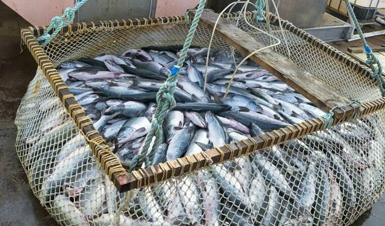 Rusya, “dost olmayan ülkeler”den hazır balık ve deniz ürünleri ithalatını yasakladı