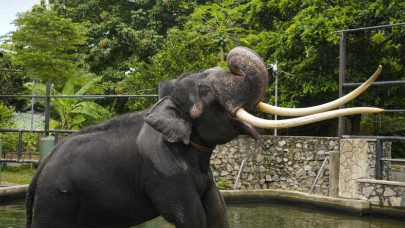 Aşırı çalıştırılmaktan hasta olan fil ülkesine geri götürüldü