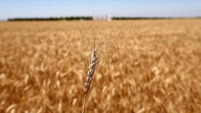 Çin’den Rusya ve Ukrayna’ya ‘tahıl’ çağrısı