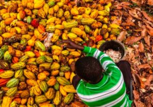 ABD’de dava: Çocuk işçi çalıştıran Batı Afrika’dan ürün alımı yasaklansın