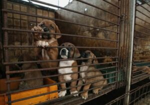 Güney Kore’de yüzyıllardır tüketilen köpek etine yasak talebi