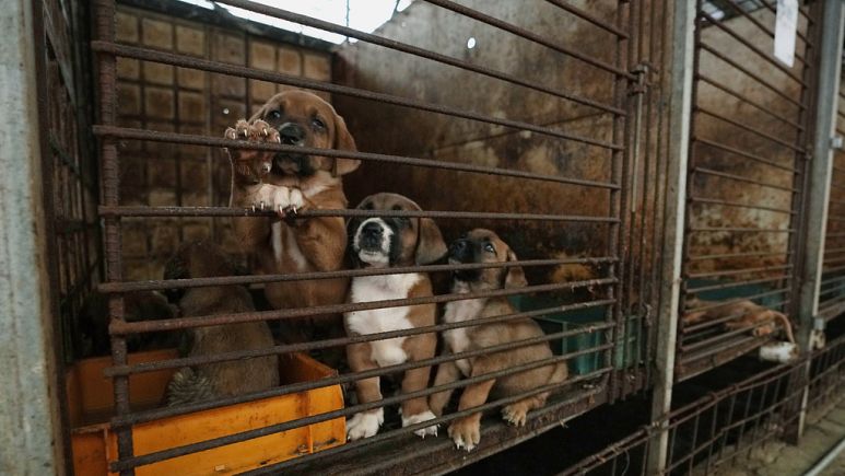 Güney Kore’de yüzyıllardır tüketilen köpek etine yasak talebi