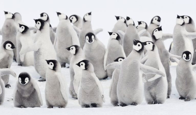 Antarktika’da 10 bine yakın penguen yavrusu eriyen buzlar nedeniyle öldü