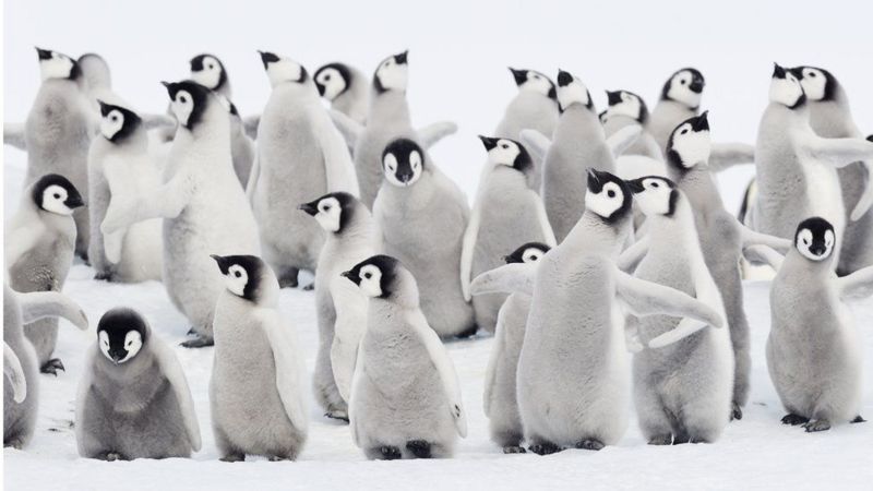 Antarktika’da 10 bine yakın penguen yavrusu eriyen buzlar nedeniyle öldü